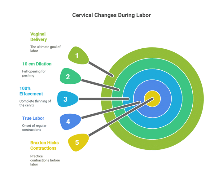 Graph of cervical dilation and effacement