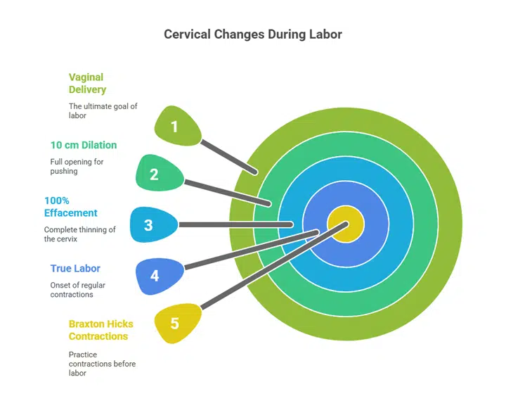 Graph of cervical dilation and effacement   