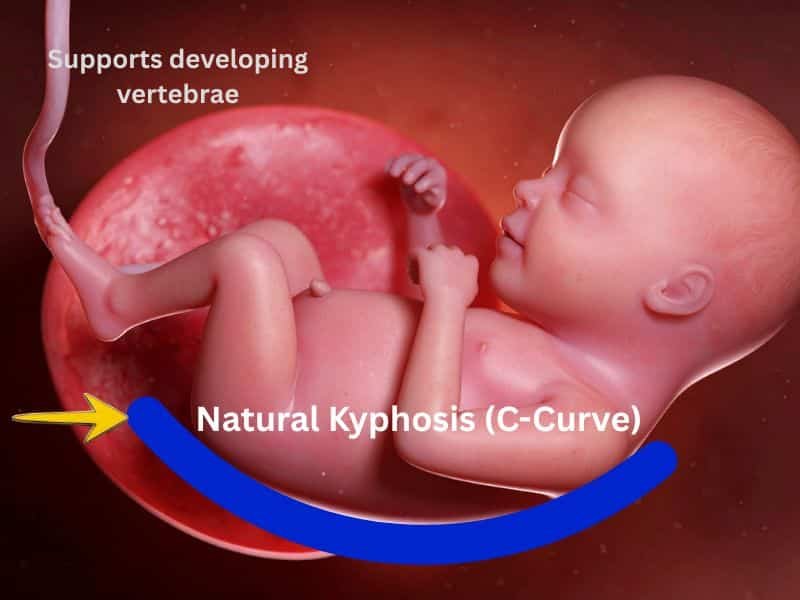 Medical illustration of an infant's C-shaped spine (Kyphosis) inside the womb supporting vertebral development.